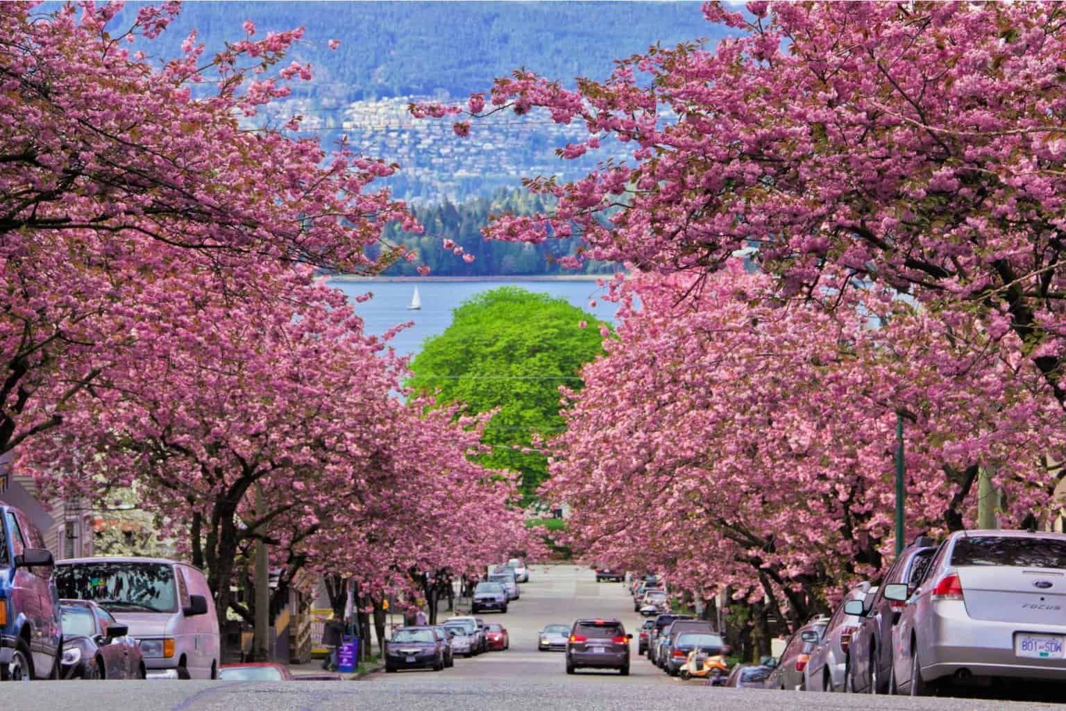 dbc-cherry-blossoms-vancouver.jpg
